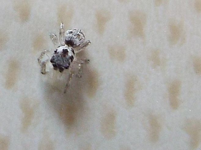 Salticus cfr. scenicus - Vigo di Fassa (TN)